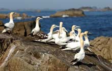 excursion 7 islands archipel famous for sea bird sanctuary